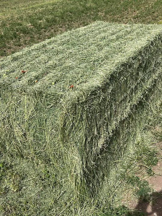 Paca de alfalfa sobre un campo, con árboles y montañas al fondo.