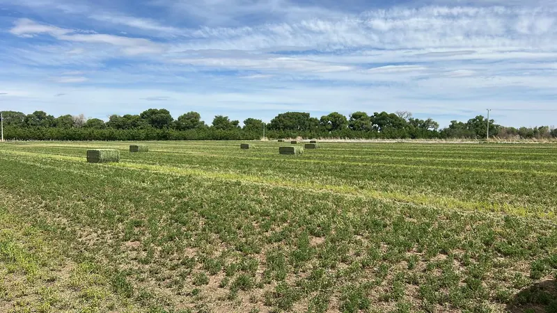 Pacas de alfalfa en un campo recién cortado, con una hilera de árboles al fondo.